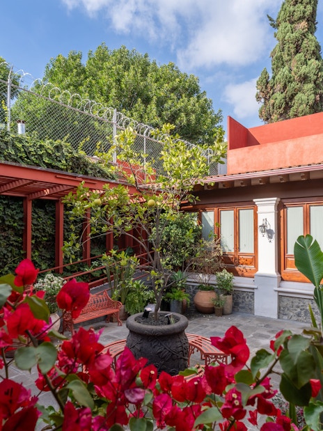 Courtyard with vibrant flowers and greenery at Museo Casa Kahlo, Mexico City.