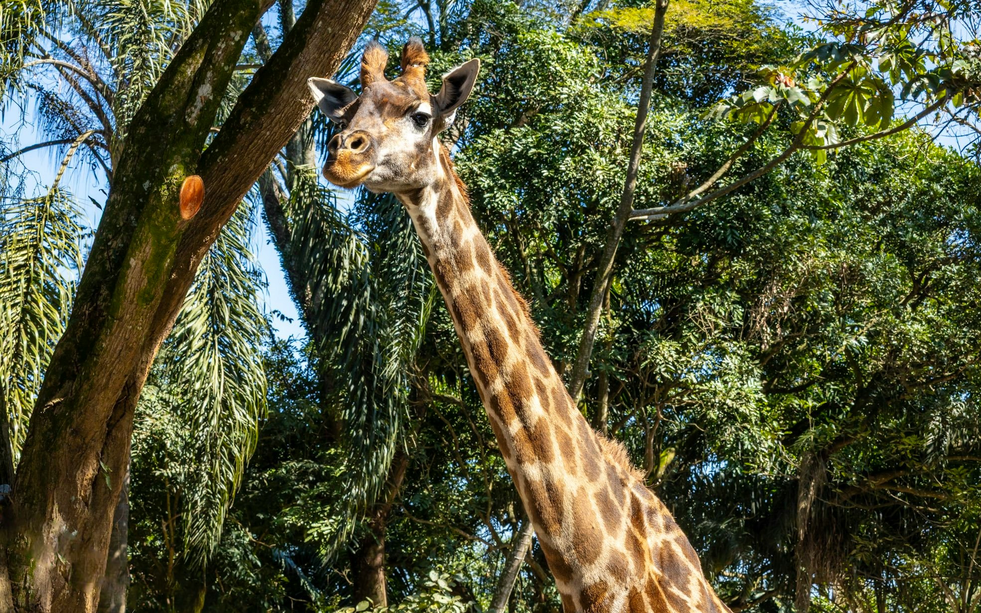 Giraffe among trees at São Paulo Zoo during Simba Safari.