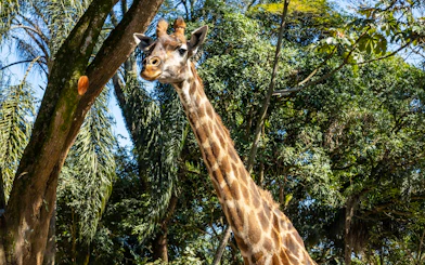 Giraffe among trees at São Paulo Zoo during Simba Safari.