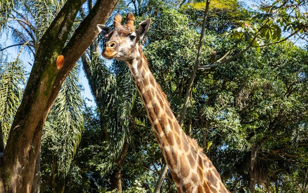 Giraffe among trees at São Paulo Zoo during Simba Safari.