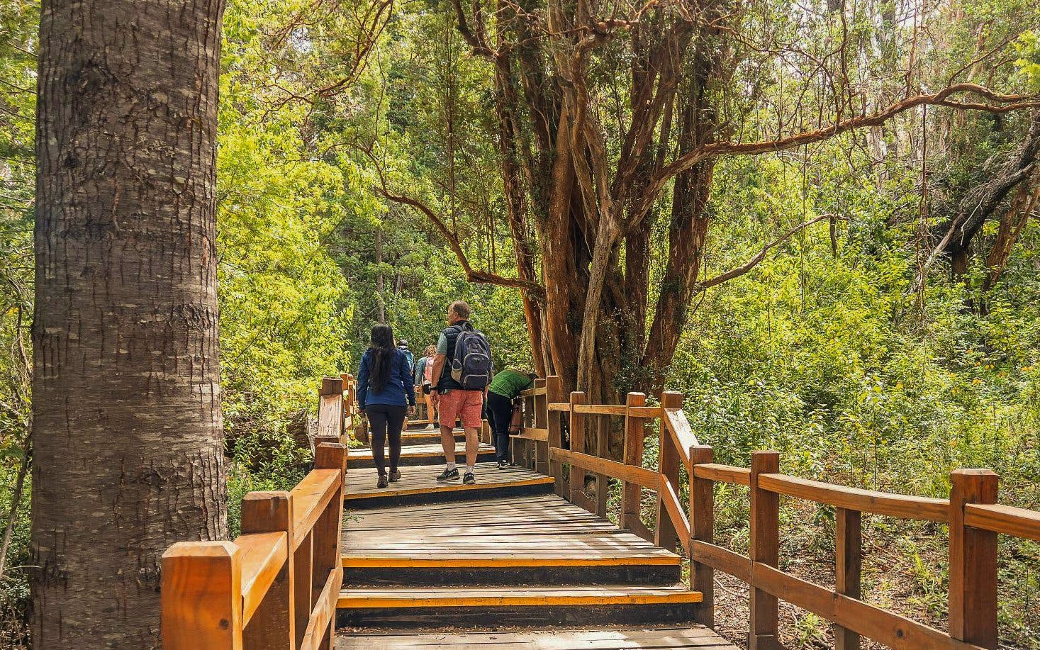 Visitors walking on a wooden boardwalk through lush forest on Victoria Island.