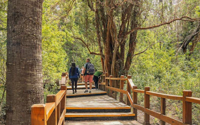 Visitors walking on a wooden boardwalk through lush forest on Victoria Island.