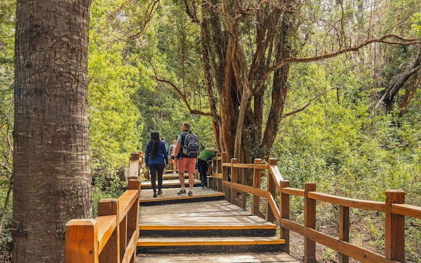 Visitors walking on a wooden boardwalk through lush forest on Victoria Island.