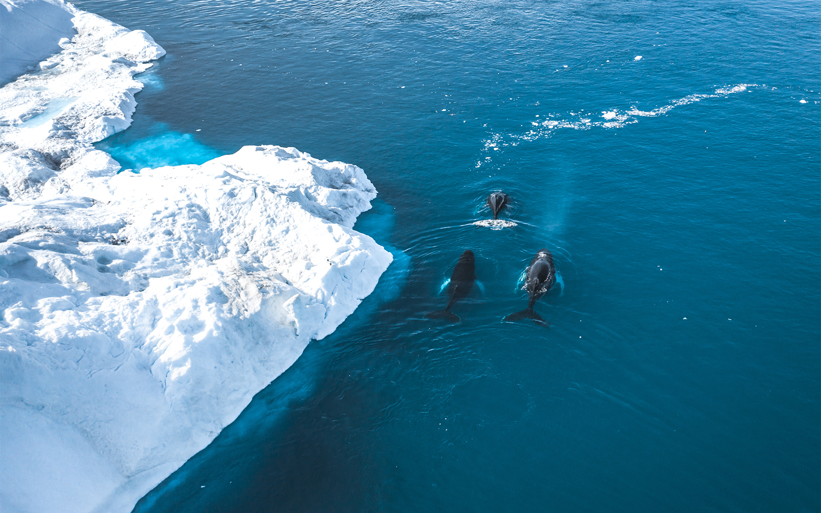 Penguins at Istanbul Aquarium's North Pole exhibit swimming and interacting in a snowy habitat.