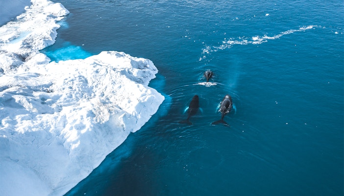 Penguins at Istanbul Aquarium's North Pole exhibit swimming and interacting in a snowy habitat.