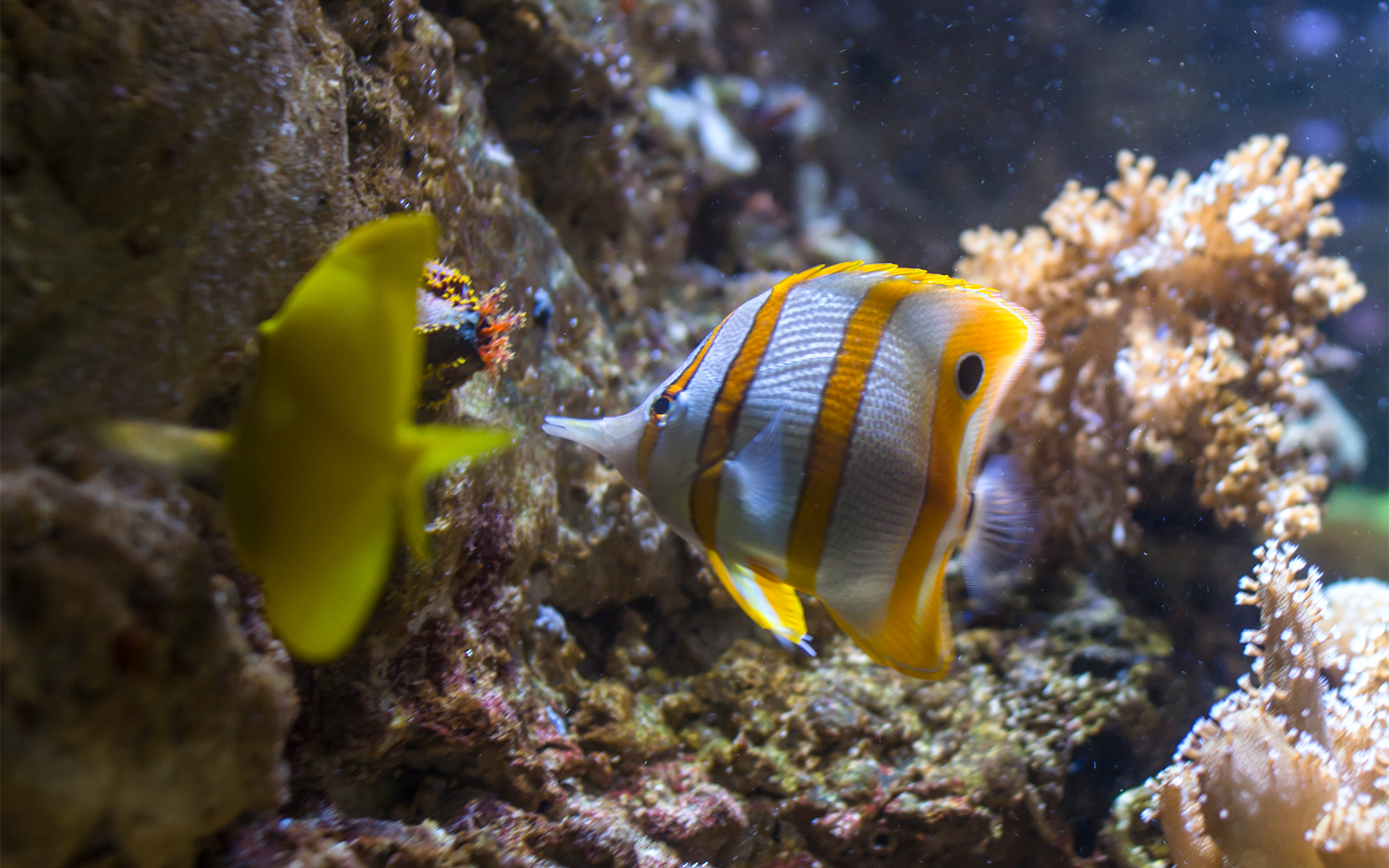SEA LIFE Munich aquarium tunnel with diverse marine life swimming overhead