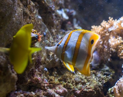 SEA LIFE Munich aquarium tunnel with diverse marine life swimming overhead