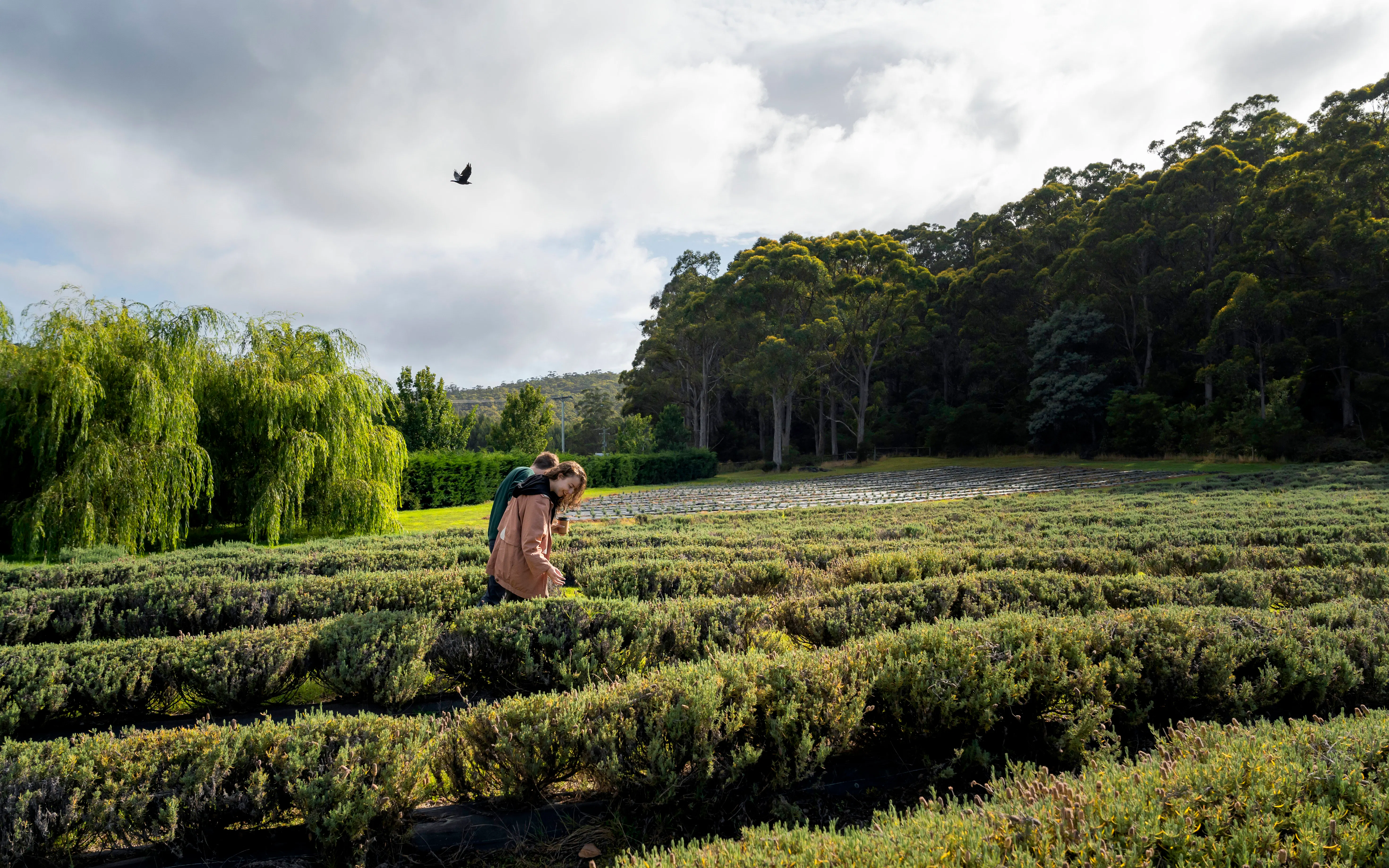 Couple walking through lavender fields on the Tasman Peninsula near Port Arthur.