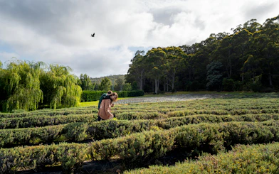 Couple walking through lavender fields on the Tasman Peninsula near Port Arthur.