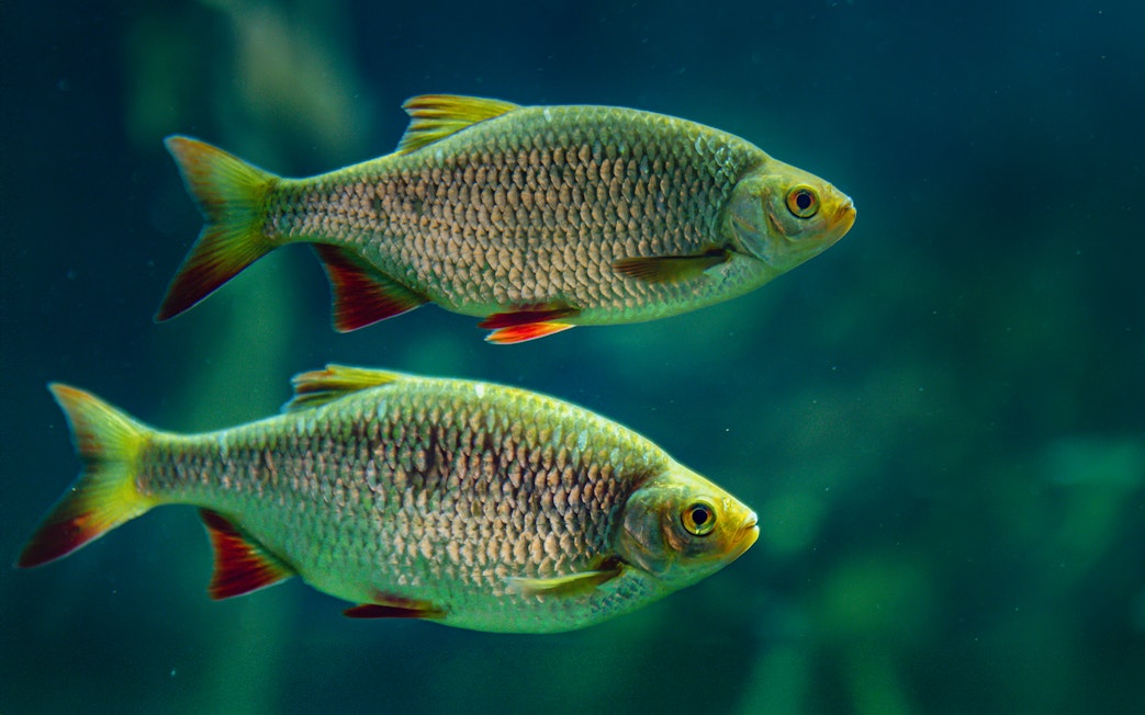 Two fish swimming in the Isar zone at SEA LIFE Munich.