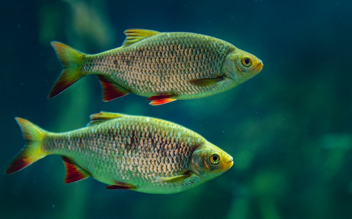 Two fish swimming in the Isar zone at SEA LIFE Munich.