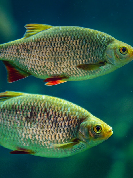 Two fish swimming in the Isar zone at SEA LIFE Munich.