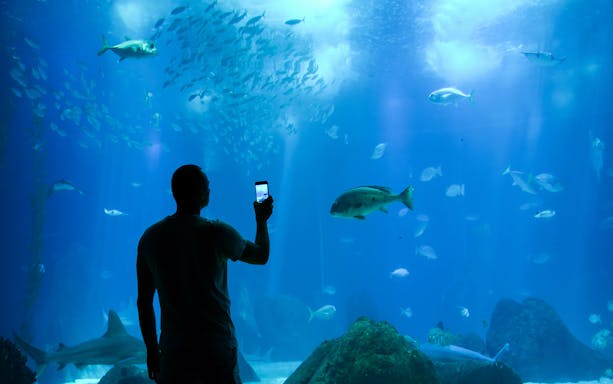 Person viewing large aquarium tank with diverse fish at Tampa Bay attraction.