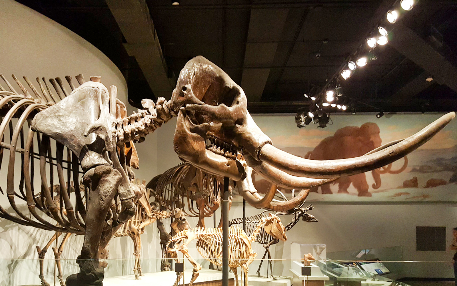 Fossilized mammoth skeleton display at the Field Museum of Natural History.