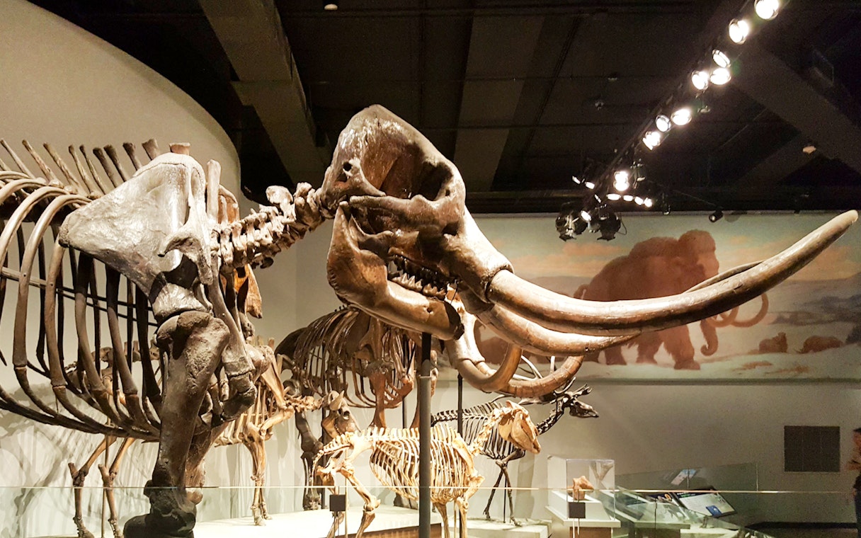Fossilized mammoth skeleton display at the Field Museum of Natural History.