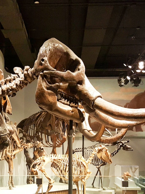 Fossilized mammoth skeleton display at the Field Museum of Natural History.