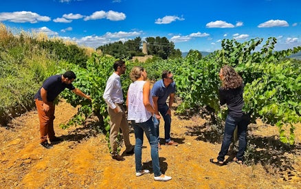 Group exploring vineyard on Barcelona wine tour.