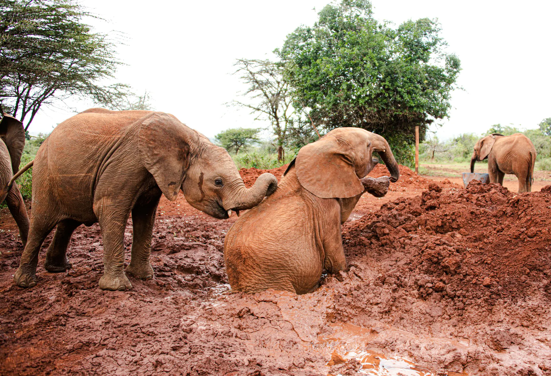 Young elephants playing in mud at Nairobi Wildlife Park, Kenya.