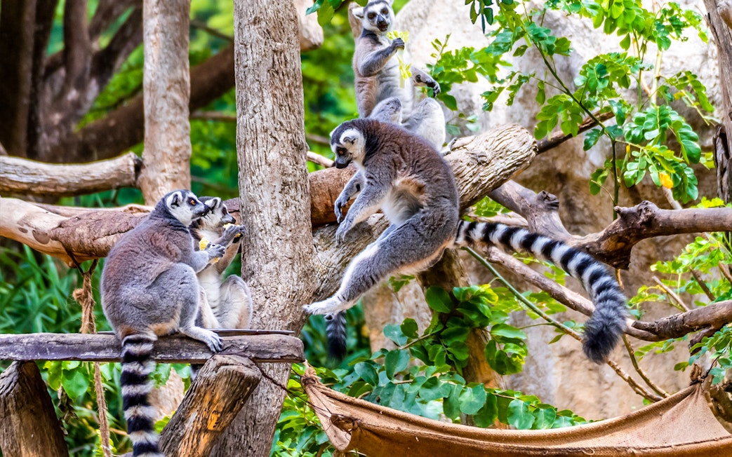 Lemurs playing on tree branches at Night Safari Park Chiang Mai.