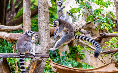 Lemurs playing on tree branches at Night Safari Park Chiang Mai.