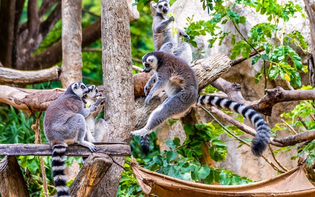Lemurs playing on tree branches at Night Safari Park Chiang Mai.