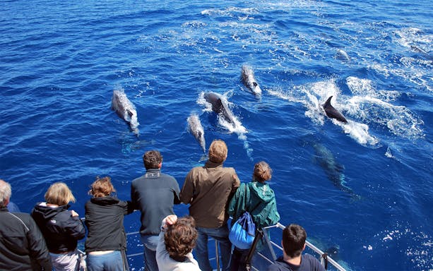 Tourists watching dolphins swim near a boat during a whale and dolphin watching tour.