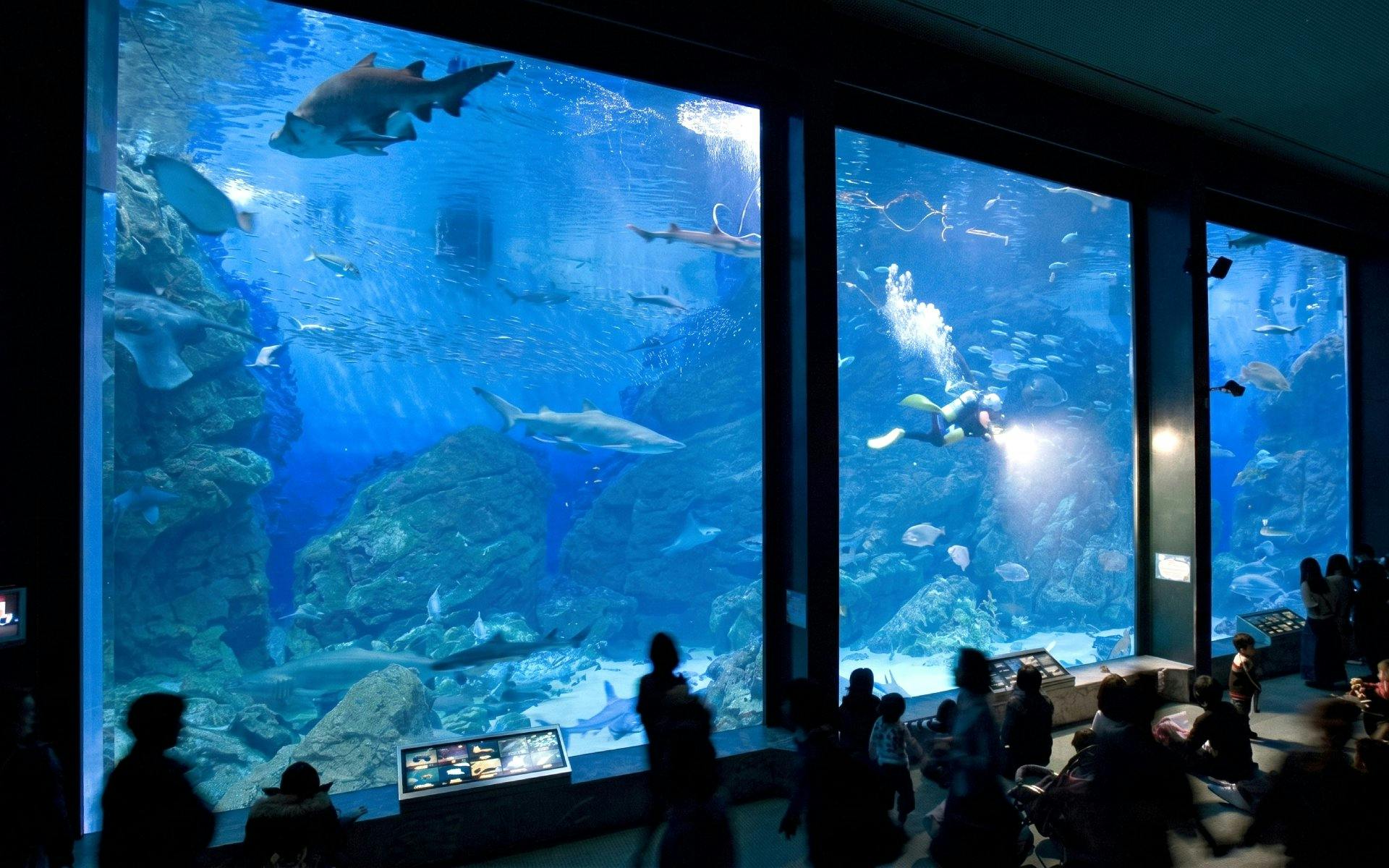 Aquarium visitors view marine life and diver at Marine World Fukuoka.