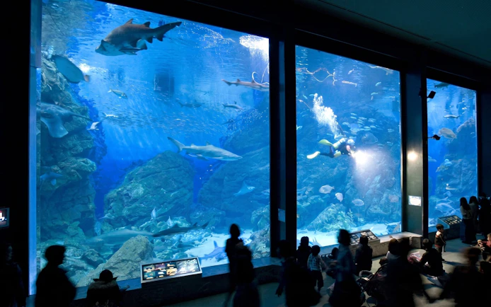 Aquarium visitors view marine life and diver at Marine World Fukuoka.
