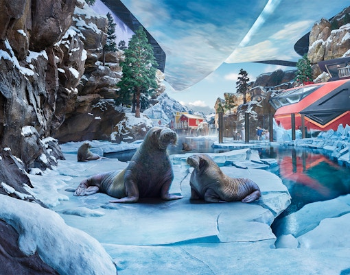 Realms at SeaWorld - Arctic