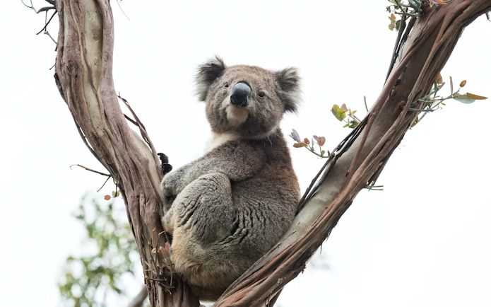 Koala resting in a tree at Phillip Island Koala Reserve.