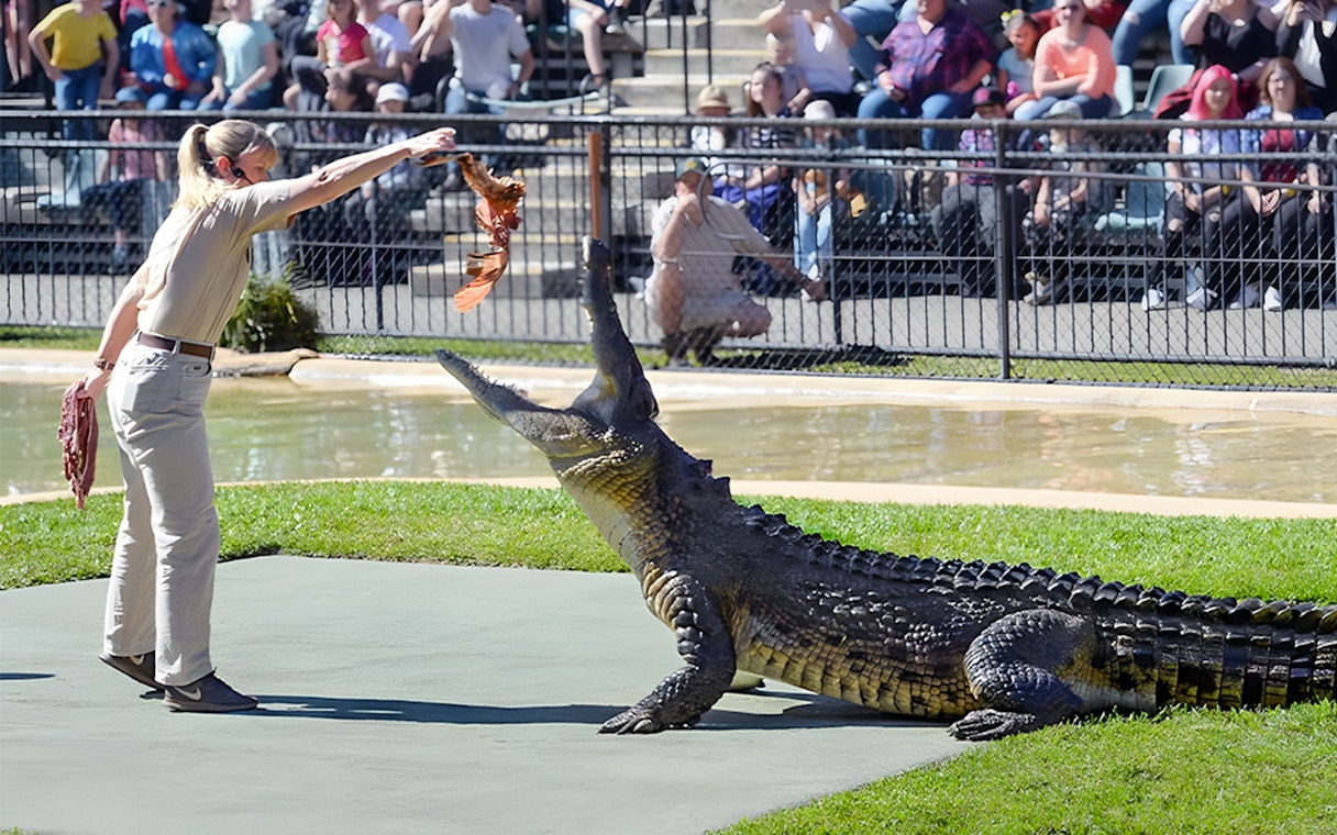 Crocodile feeding