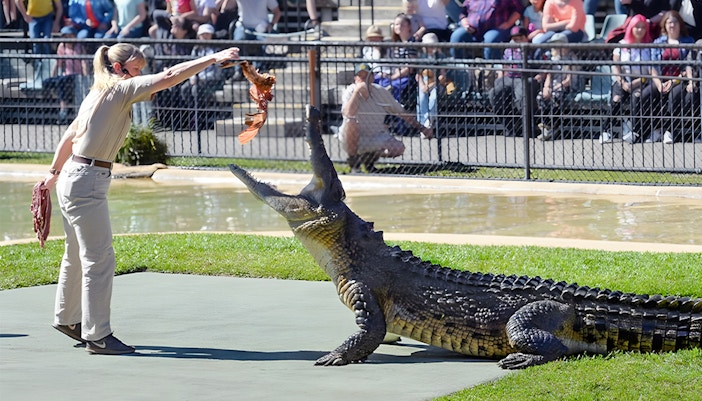 Crocodile feeding