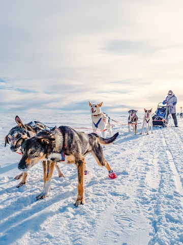 Dog sledding team pulling a sled across snowy landscape with a musher.