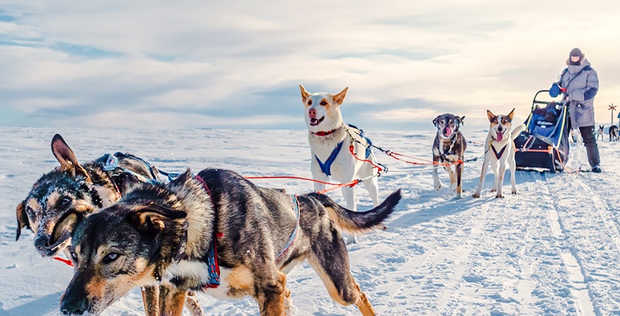 Săniuș cu câini Tromso