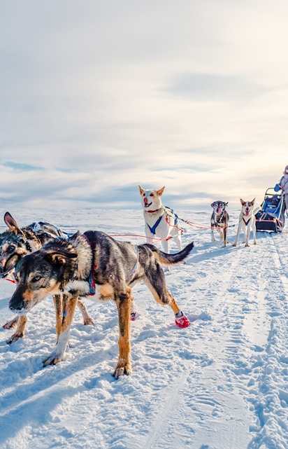 Dog sledding team pulling a sled across snowy landscape with a musher.