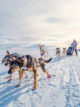 Psie zaprzęgi w Tromso