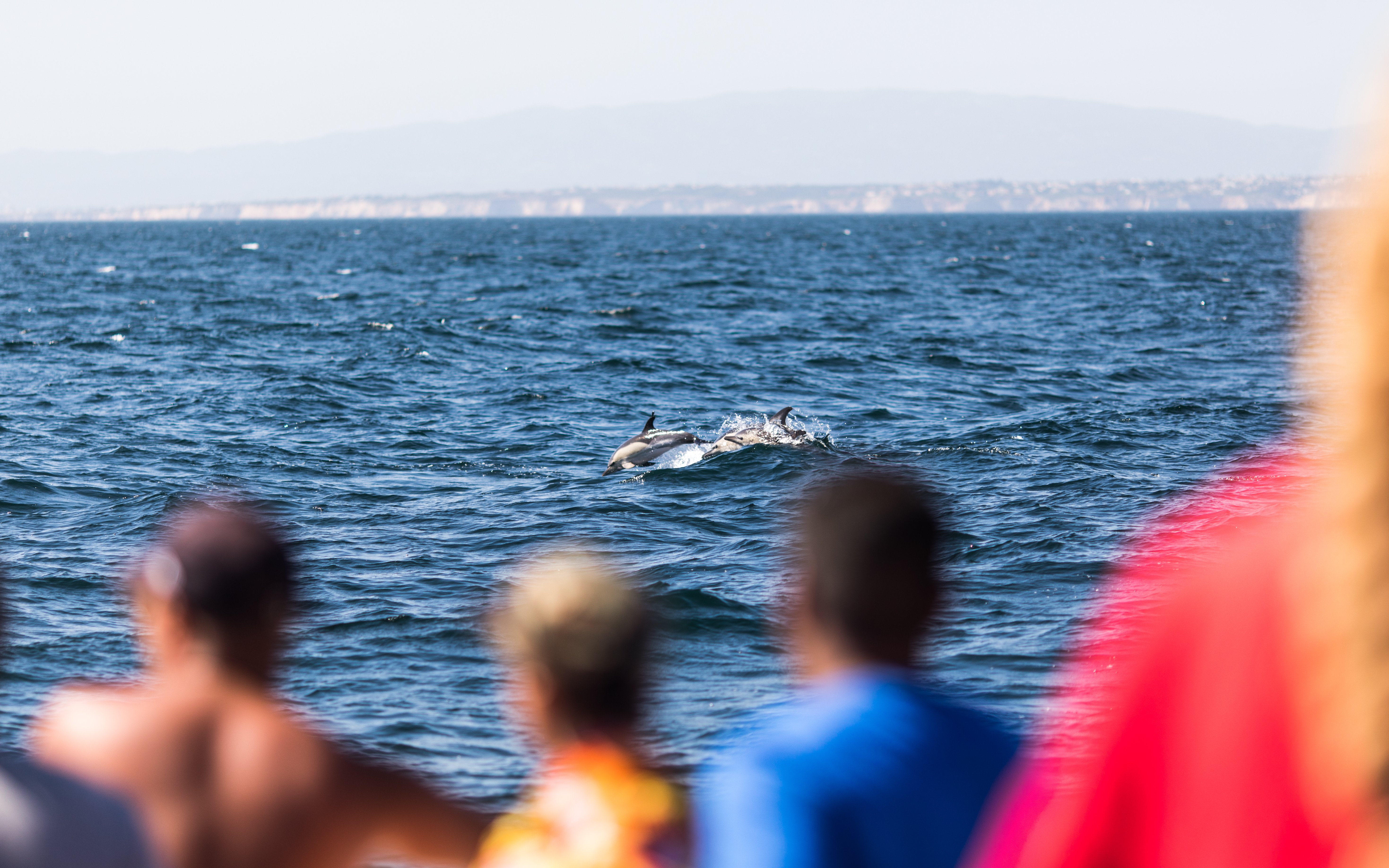 Common bottlenose dolphins swimming near a dolphin watching boat off the coast of Lisbon, Portugal.