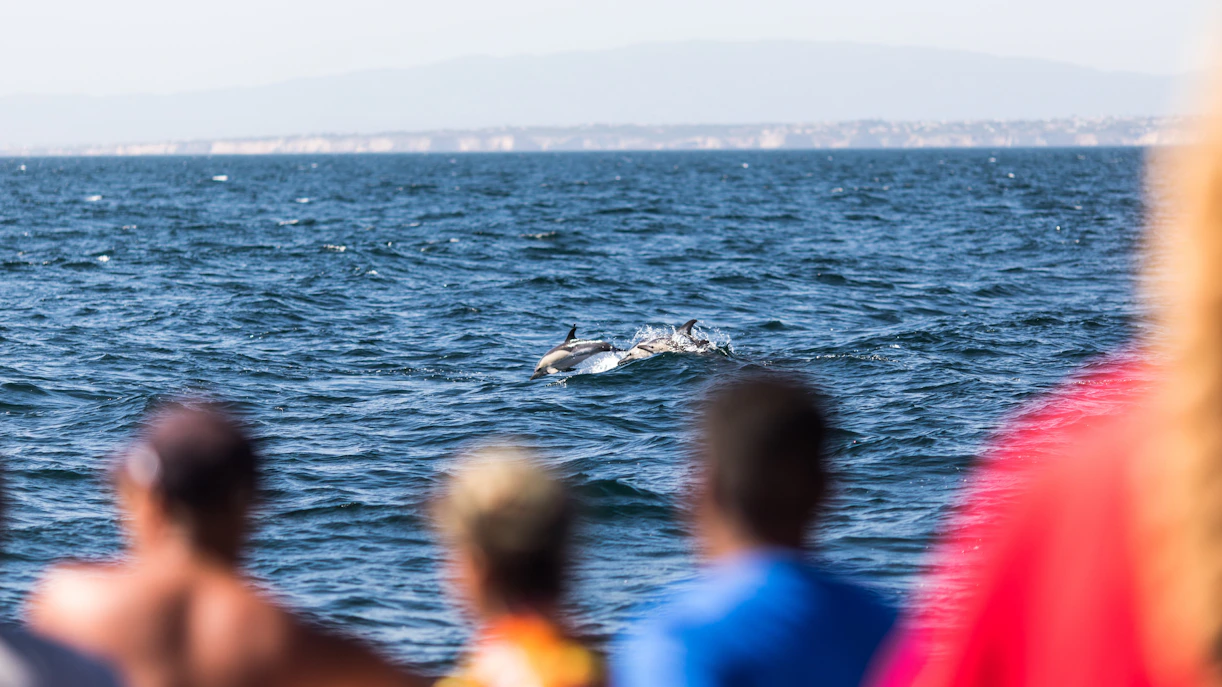 Common bottlenose dolphins swimming near a dolphin watching boat off the coast of Lisbon, Portugal.