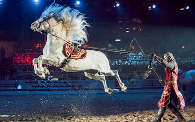 White horse performing capriole at Medieval Times Dinner & Tournament in Orlando.