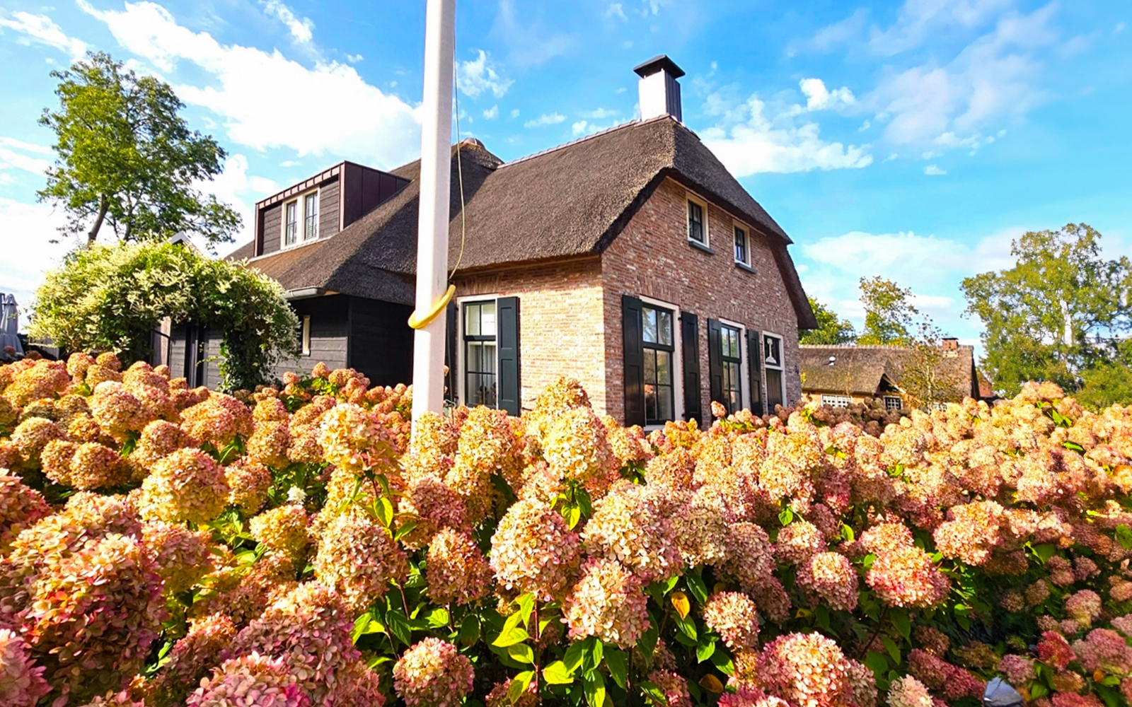Thatched-roof house surrounded by hydrangeas in Giethoorn, Netherlands.