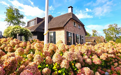 Thatched-roof house surrounded by hydrangeas in Giethoorn, Netherlands.