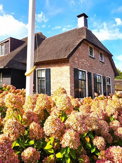 Thatched-roof house surrounded by hydrangeas in Giethoorn, Netherlands.