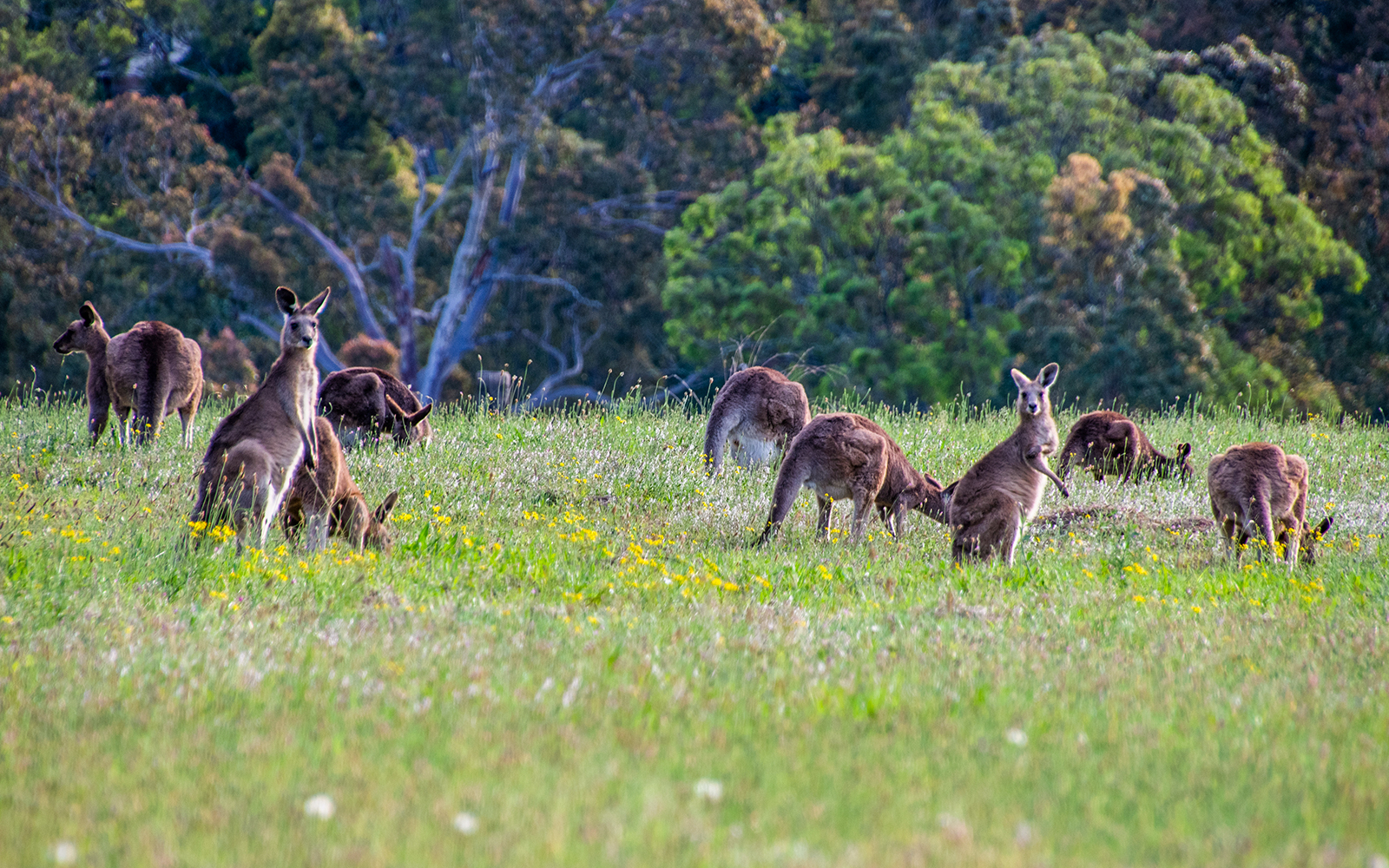Eastern grey kangaroos