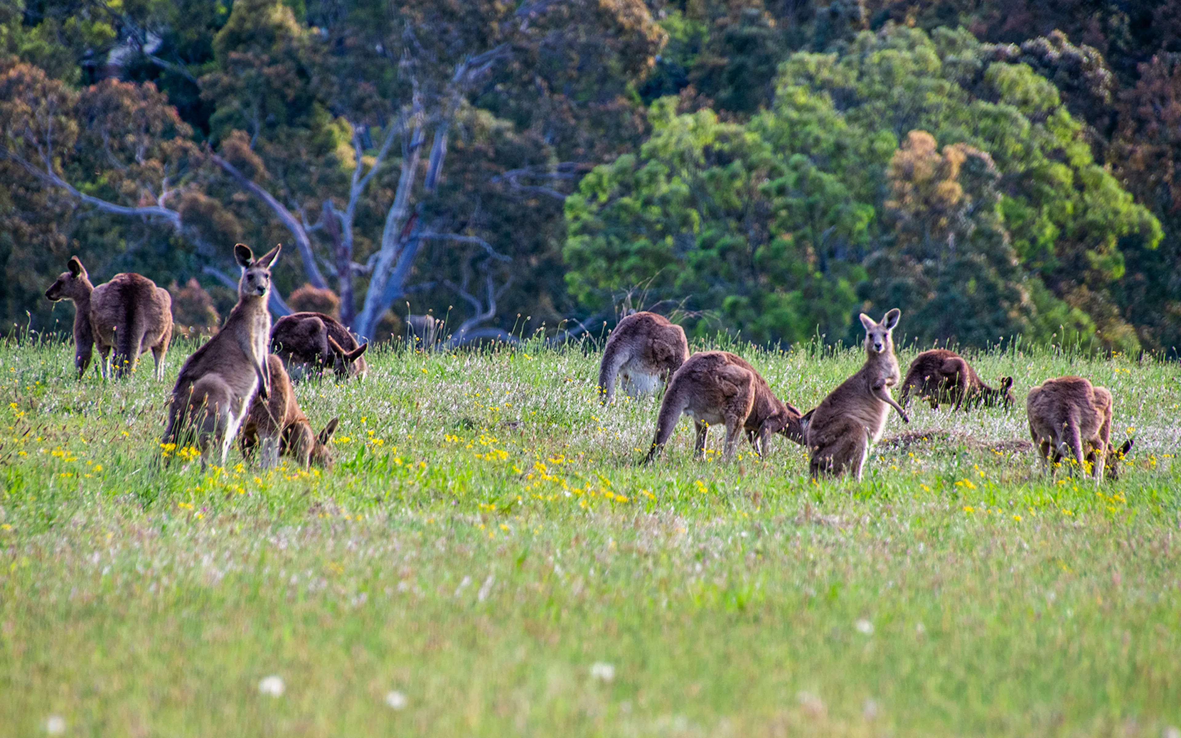 Eastern Grey Kangaroo