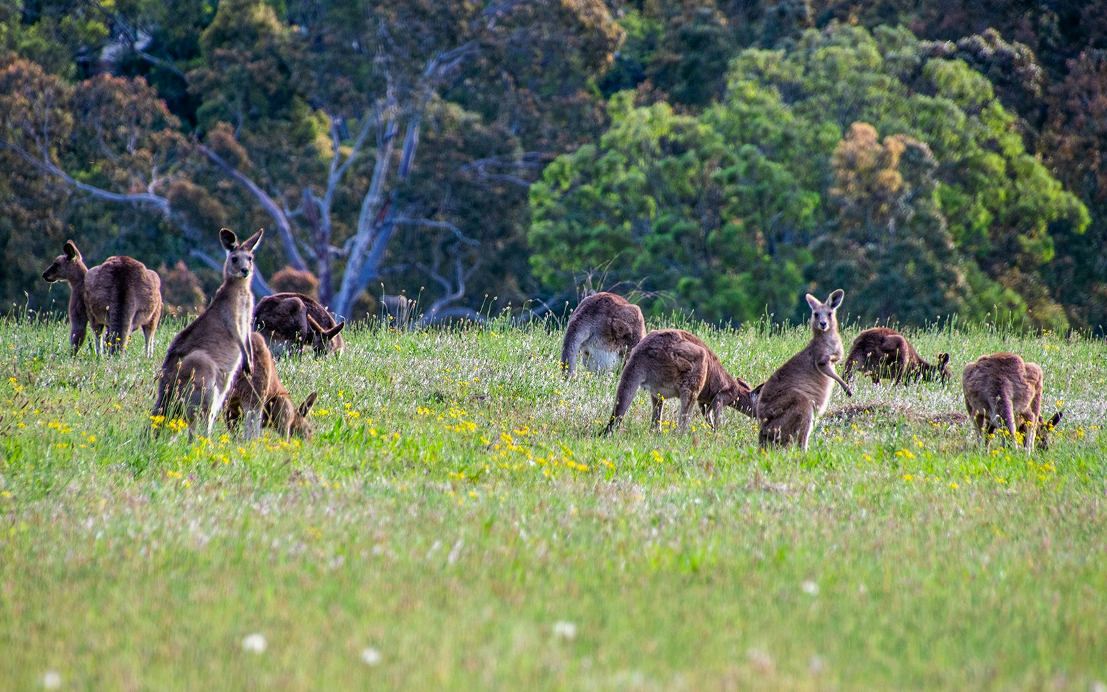 Eastern Grey Kangaroos grazing in a grassy field at twilight.