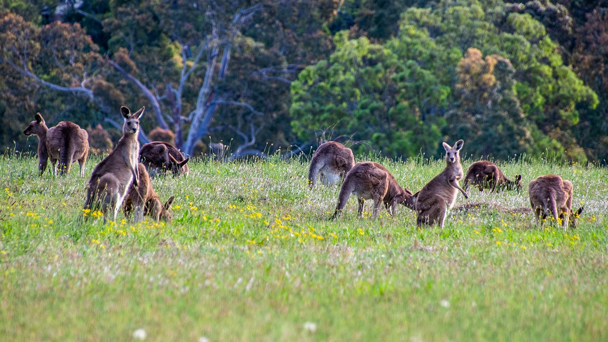 Eastern grey kangaroos