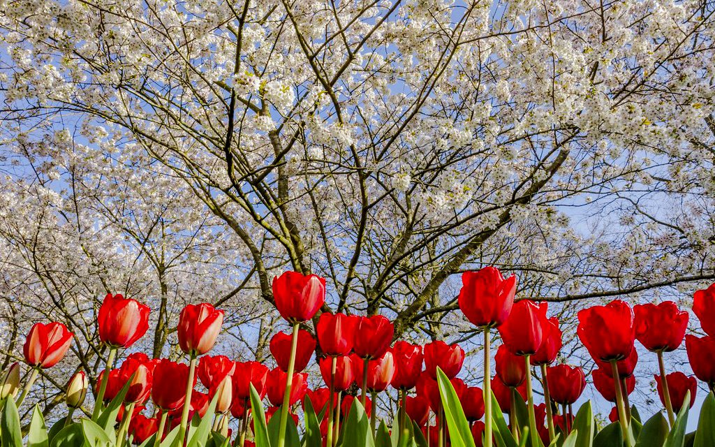 Red tulips and blossoming trees at Keukenhof Gardens, Amsterdam.