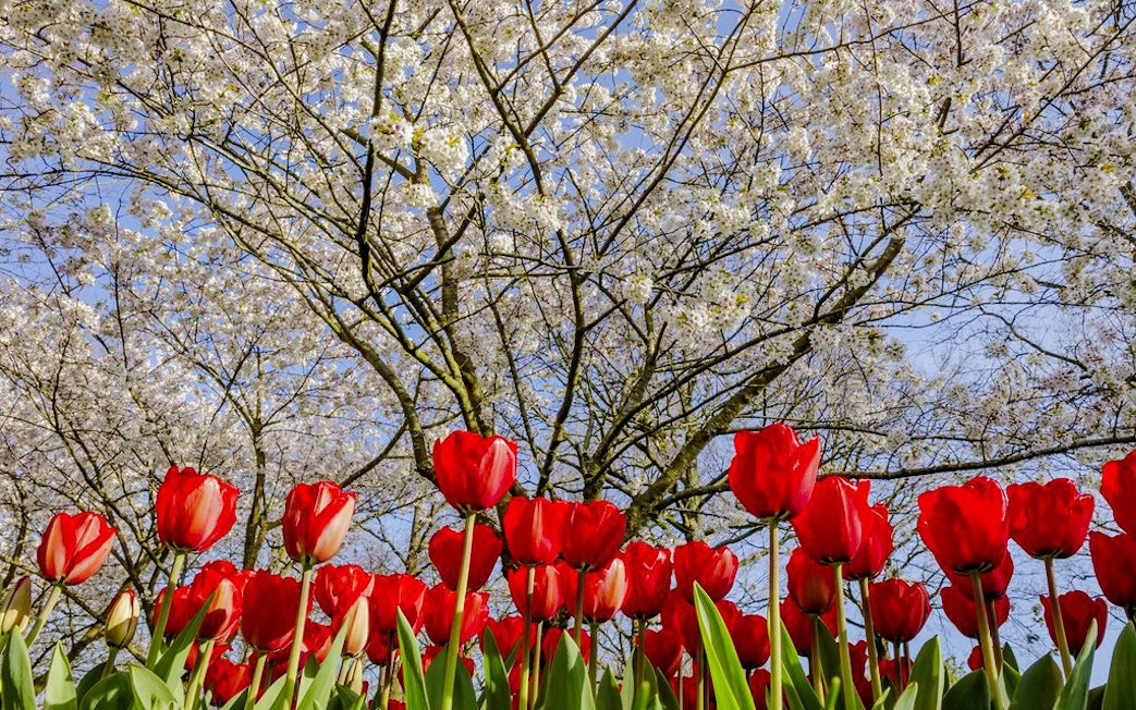 Red tulips and blossoming trees at Keukenhof Gardens, Amsterdam.