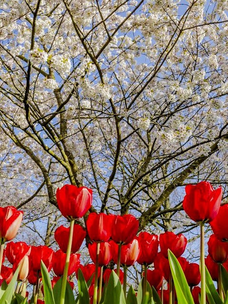 Red tulips and blossoming trees at Keukenhof Gardens, Amsterdam.