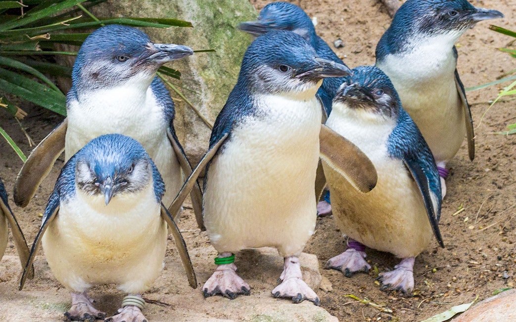 Little penguins at Healesville Sanctuary, part of the Puffing Billy and Healesville tour.